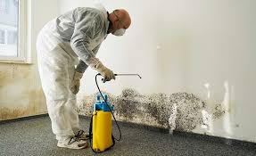 Best Commercial Mold Inspection  in Coram, NY